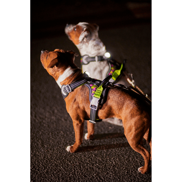 Weekend Warrior Neon Harness II 40-60 cm Licorice, view: 4