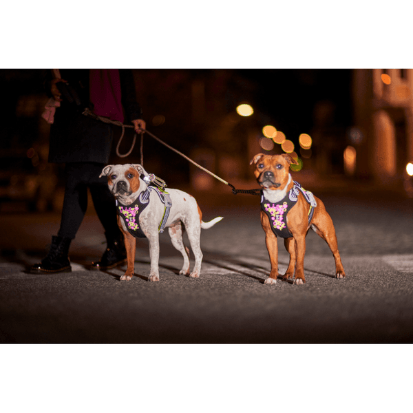 Weekend Warrior Neon Harness II 40-60 cm Licorice, view: 6