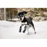 Hundsko Halla Softshell 4 Pack Svart - view: 5