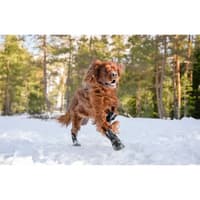 Hundsko Halla Softshell 4 Pack Svart - view: 4