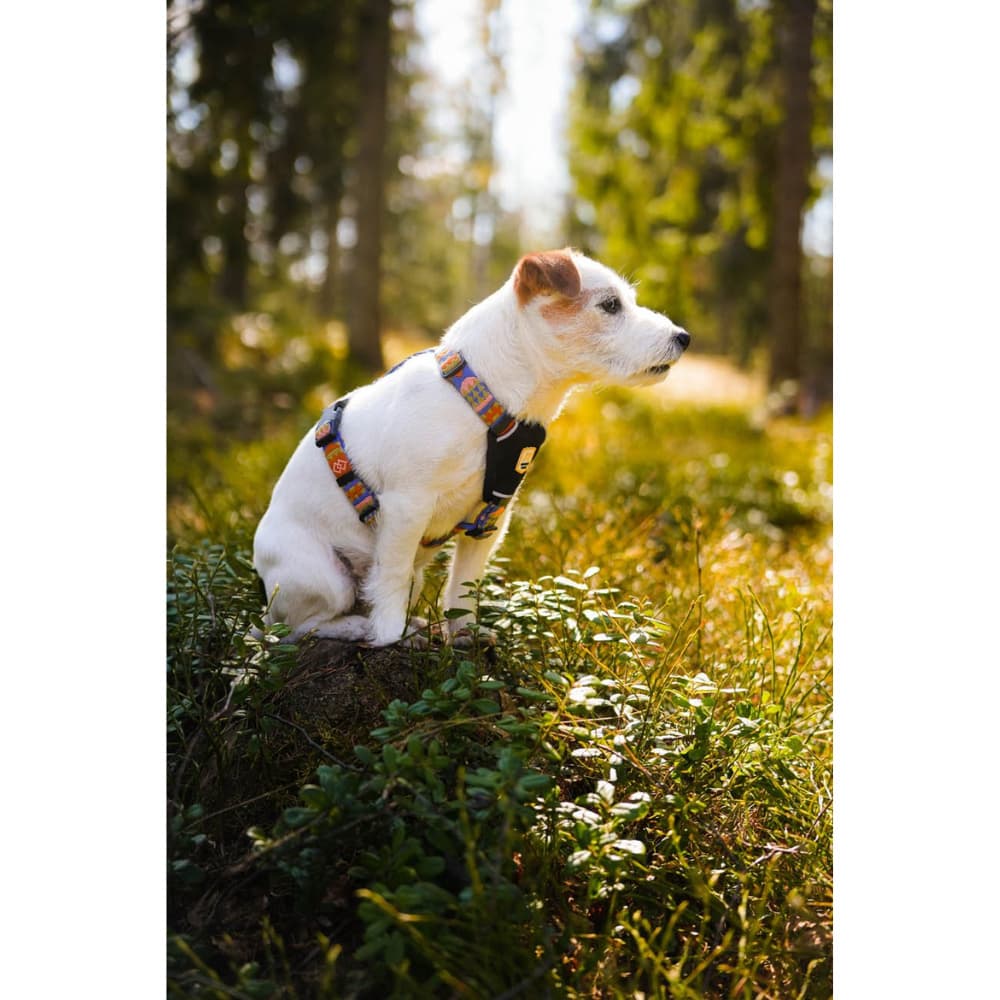 Nightless Night Harness XXS-S Multi, view: 4