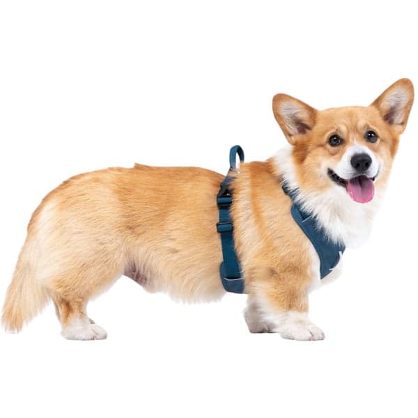 Roam Harness XL Deep Teal Ripple, view: 3