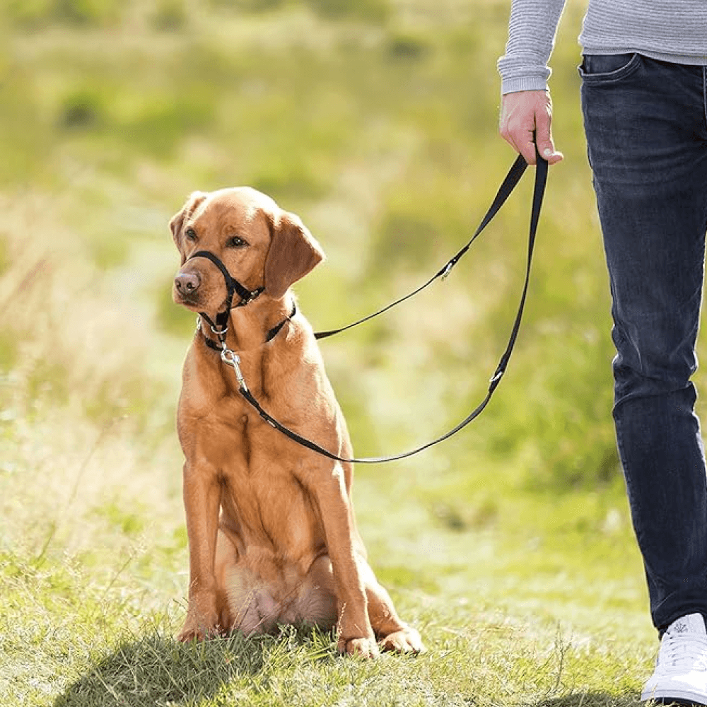 Training Harness, view: 1