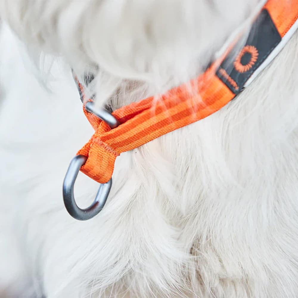 Cruise Collar Orange, view: 1