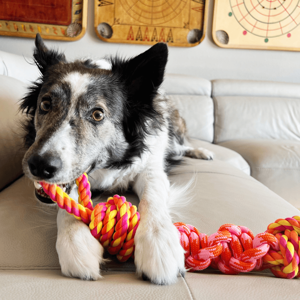 Rope Bunji L Assorted Colors, view: 3