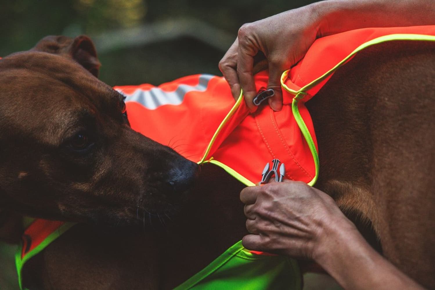 Lumenglow High-Vis Vest Blaze Orange, view: 5