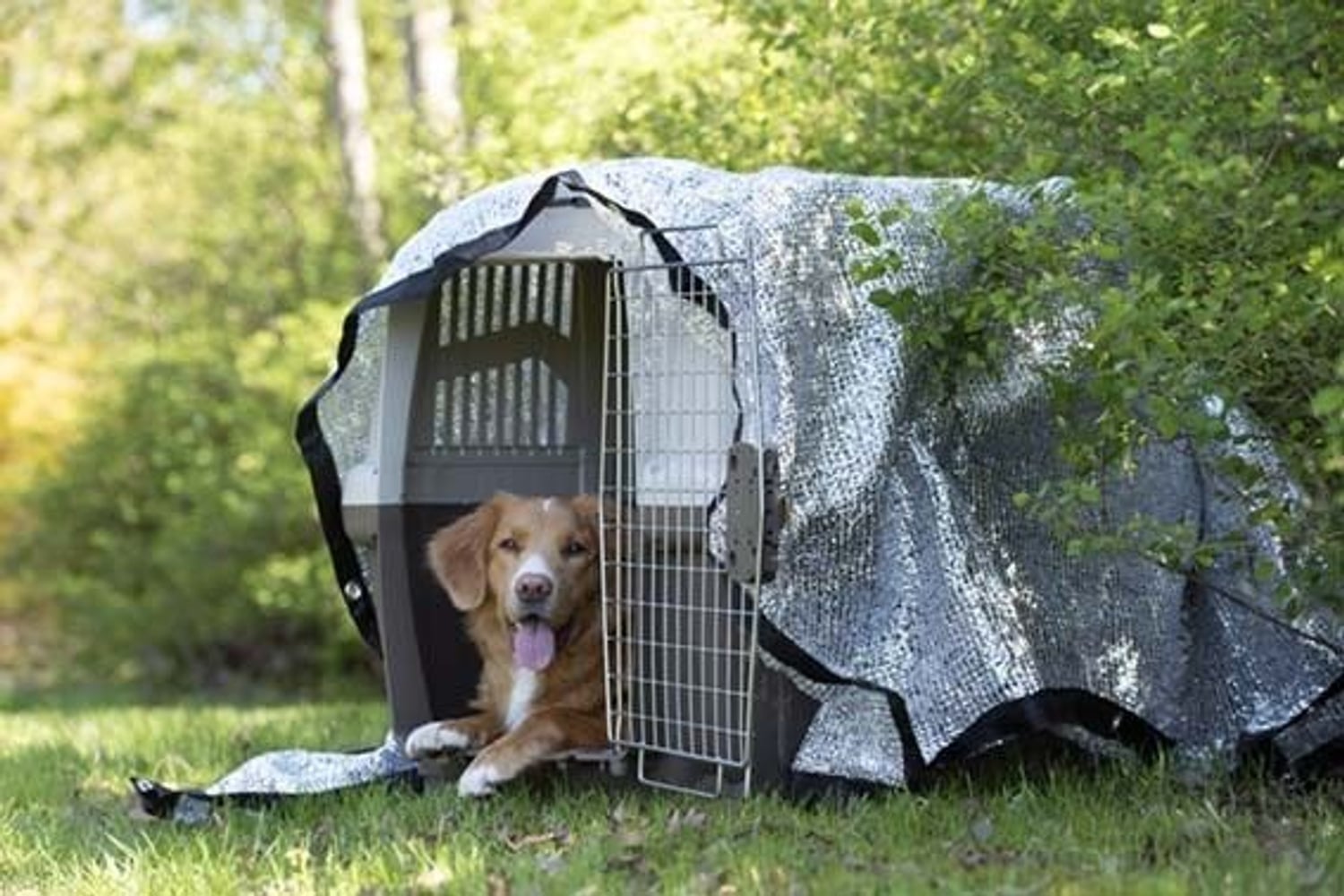 productImage: PetNation Silverduk PetNation 21 X 18 M