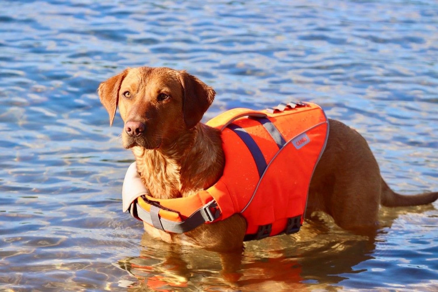 productImage: Life Jacket XS-S