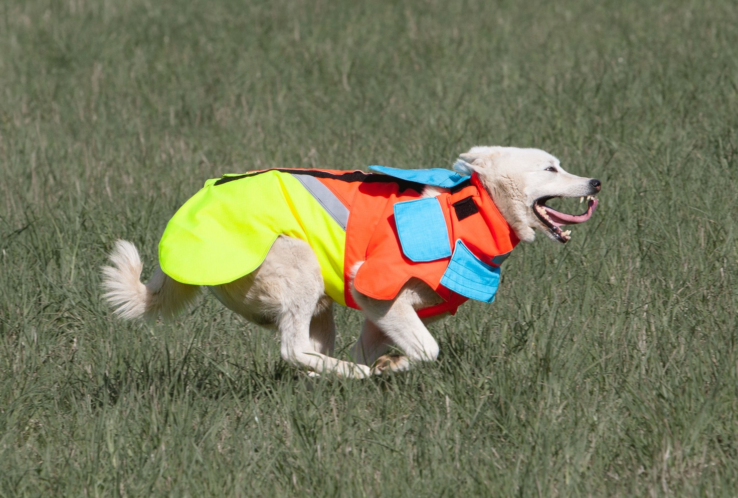 productImage: Tuskproof Boar v.5 Orange XXS